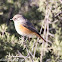 Redstart; Colirrojo Real