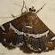 Crambid Moth