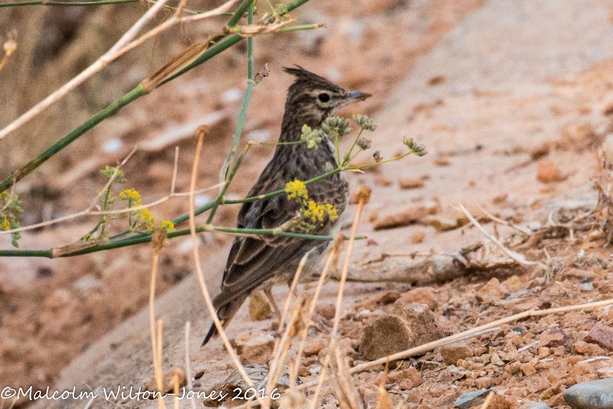 Crested Lark; Cogujada Común