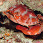 Reef Crab