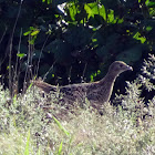 Sharp-tailed Grouse