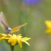 Common blue