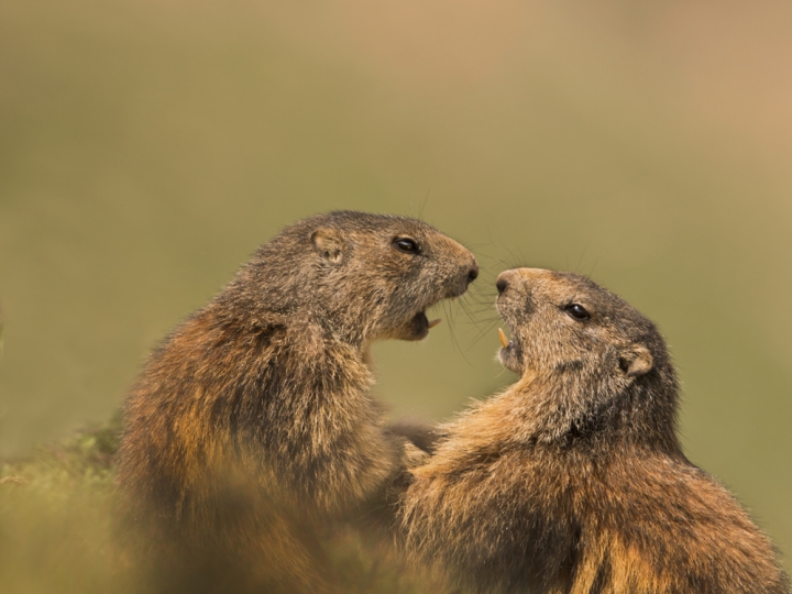 Marmottiamo?? di Charmer