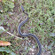 Common Garter Snake