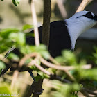 Sumatran Laughingthrush