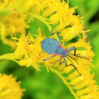 Red-shouldered Bug