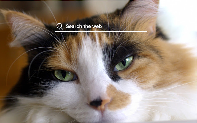 Calico Cats HD Wallpapers Pet Theme