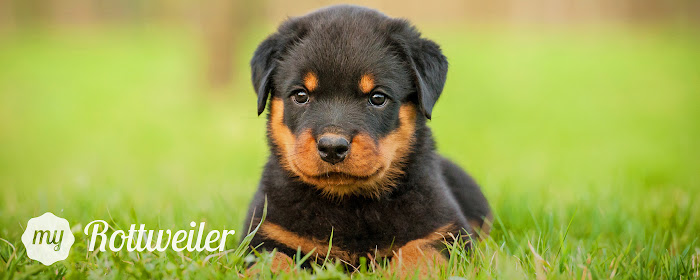 My Rottweiler - Cute Dog & Puppy Wallpapers marquee promo image