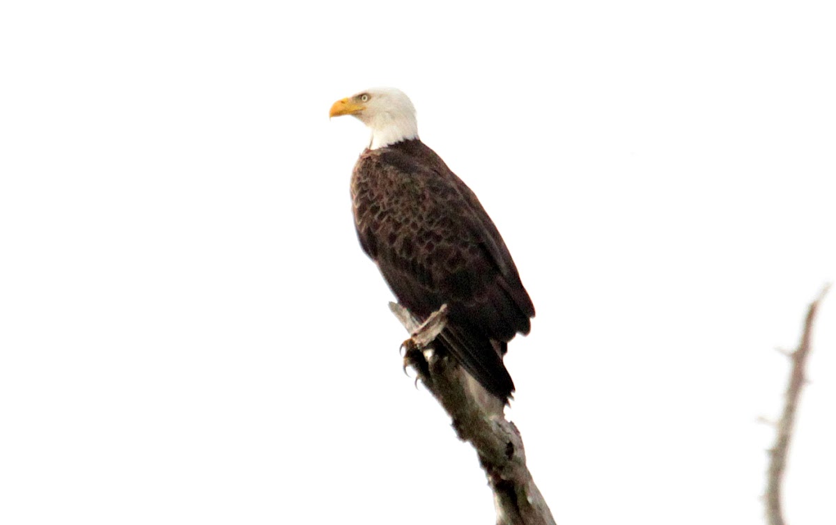 American Bald Eagle