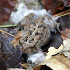 American Toad