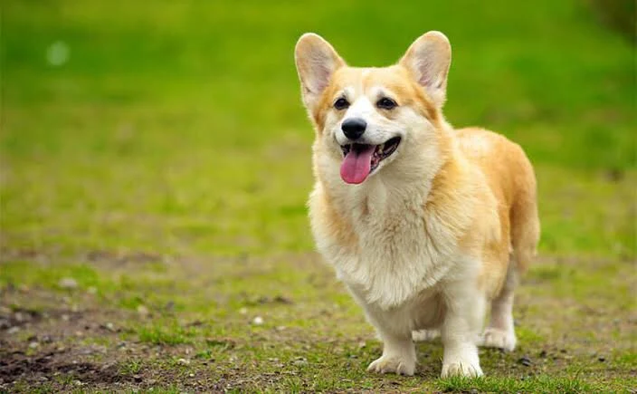 「ある犬のおはなし #1」のメインビジュアル