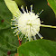 Buttonbush