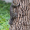 Western Gray Squirrel