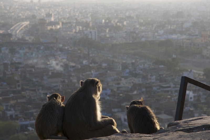 Jaipur, Mother India. di Cristhian Raimondi