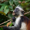 Colobo rojo de Zanzíbar (Zanzibar red colobus)