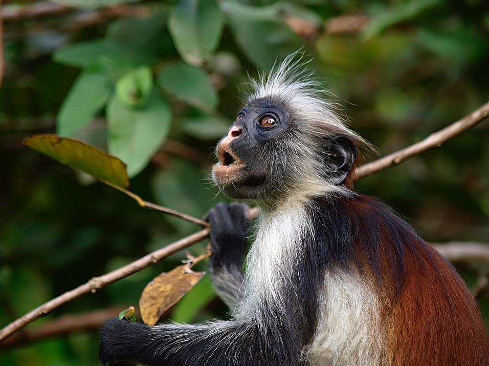 Colobo rojo de Zanzíbar (Zanzibar red colobus)