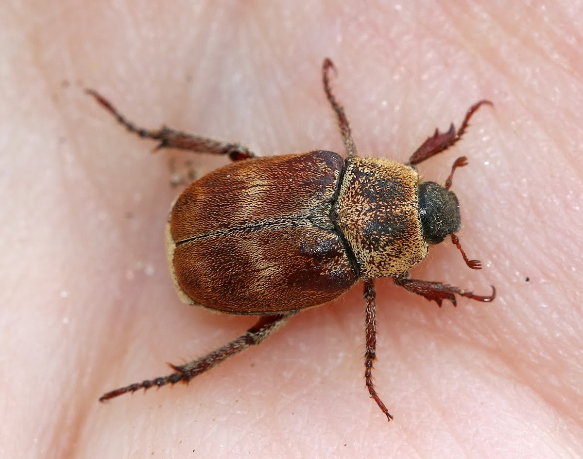 Three-lined Hoplia