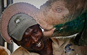 Khanyisa the albino elephant calf is receiving intense care at Hoedspruit Elephant Rehabilitation and Development (HERD) in Limpopo after she was trapped in a snare.