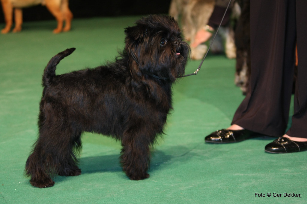 “巴哥“名字的由來可能跟猴梗(Affenpinscher)類似。