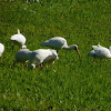 American white ibis