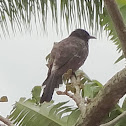 Red-vented bulbul