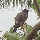 Red-vented bulbul