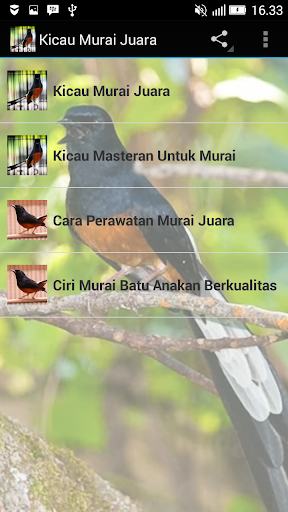 Kicau Murai Juara Hd