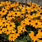 Black Eyed Susan