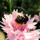 Red-tailed bumblebee