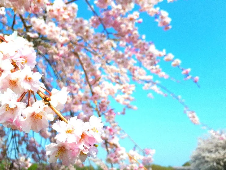 「桜が満開になる頃」のメインビジュアル