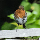 Robin