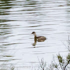 Little Grebe