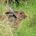 Black-naped Hare