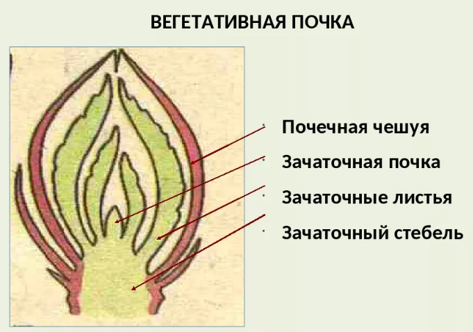 Вегетативными называют почки