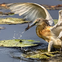 Sgarza a pesca di 