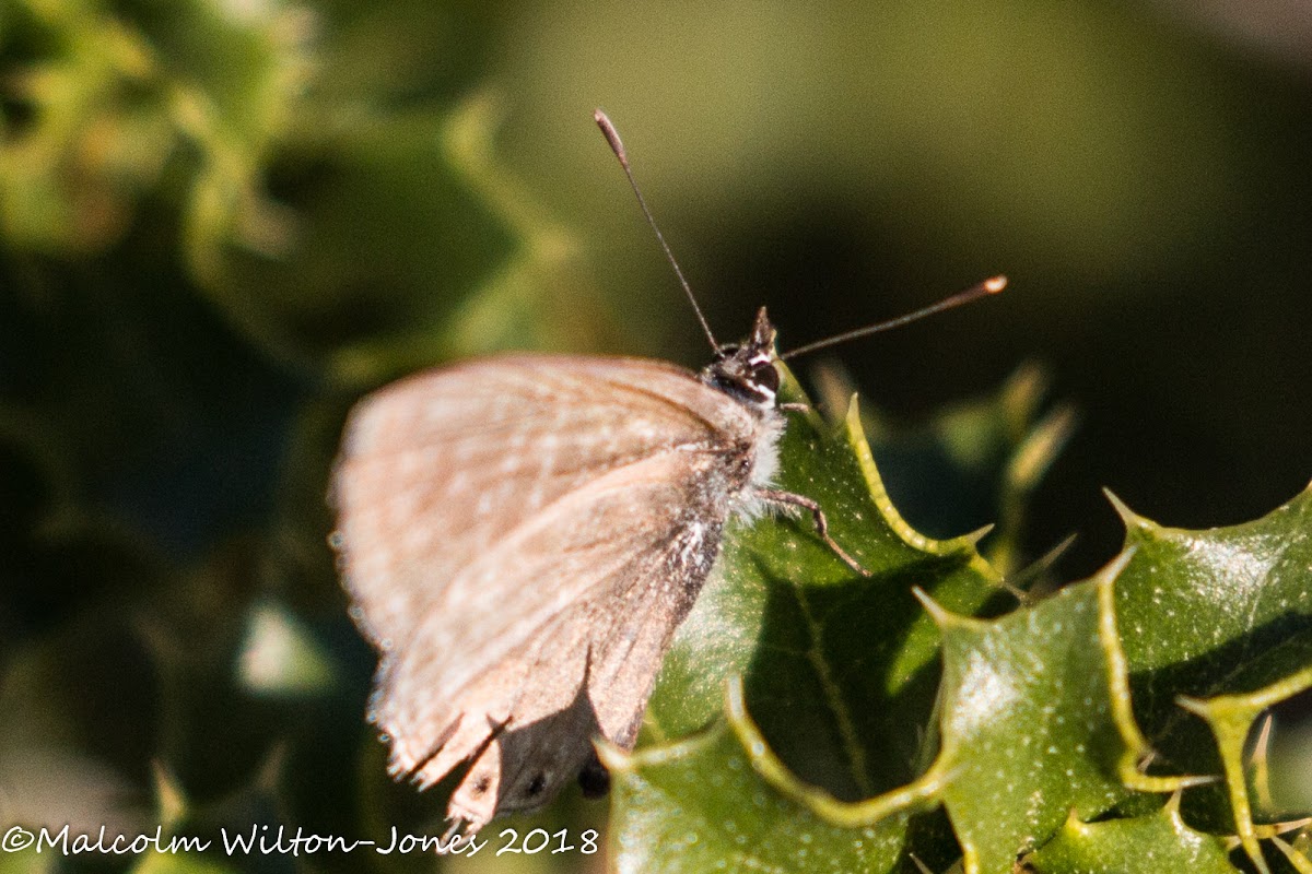 Lang's Short-tailed Blue