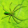 Linx Spider