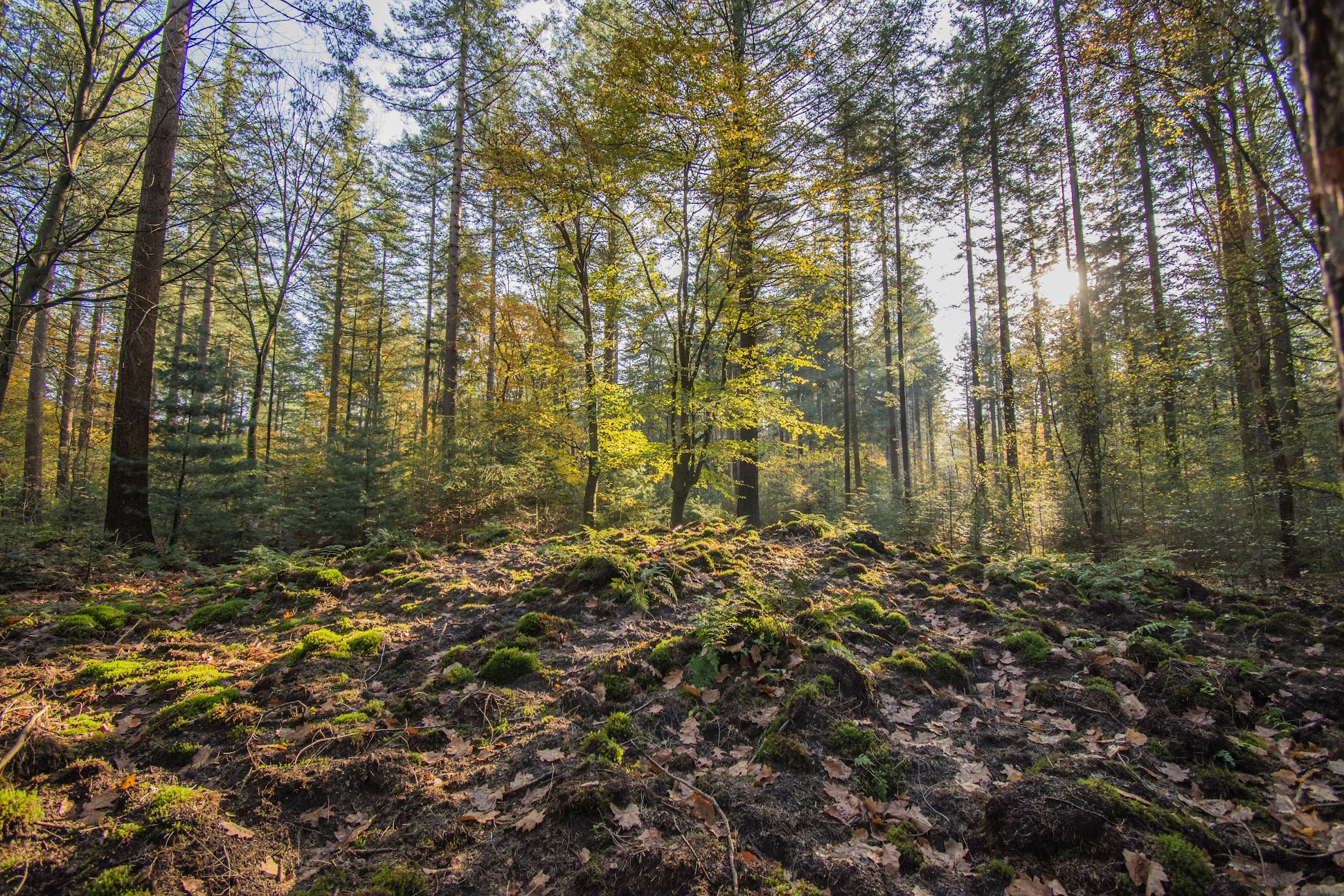 herfstbos-nederland