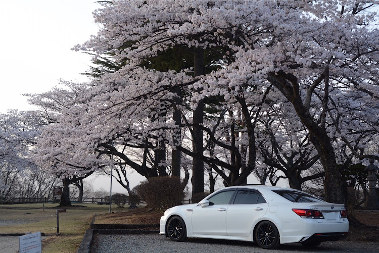 クラウンアスリートの桜とコラボ・桜と愛車・桜・ドライブ・ピックアップ一度でも載ってみたいに関するカスタム事例の投稿画像1枚目