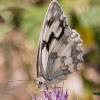 Esper's Marbled White