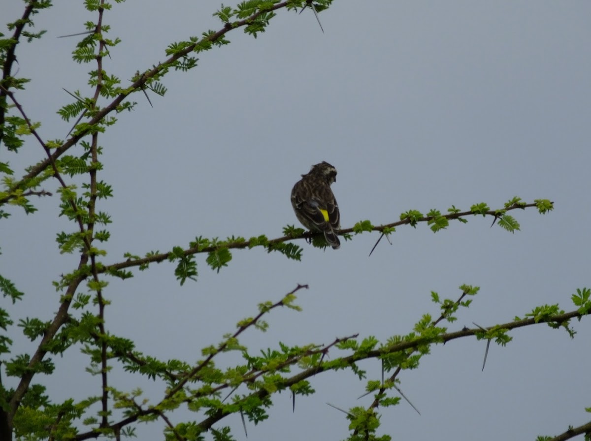 Reichenow's Seed-eater