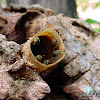 Abejas mariolas, stingless bees