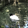 Black-necked swan