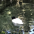 Black-necked swan