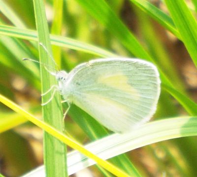 Barred Yellow