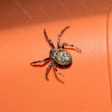 Τhe walnut orb-weaver spider