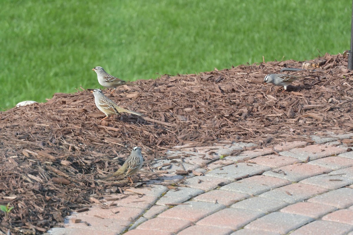 White-crowned Sparrow