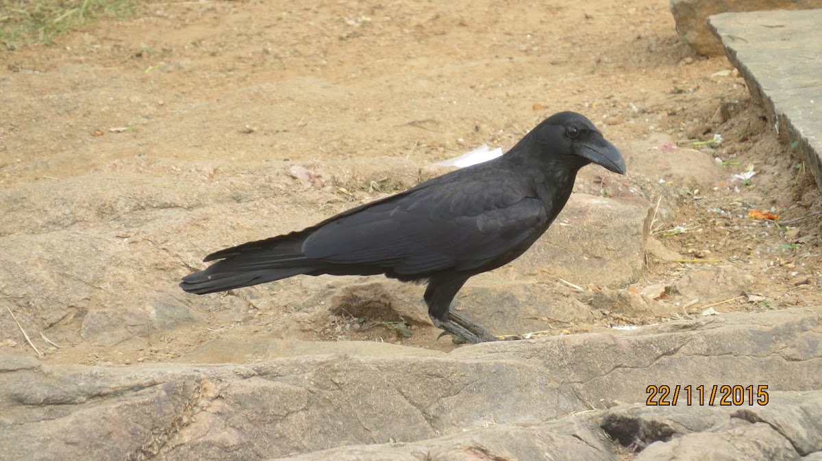 Jungle Crow