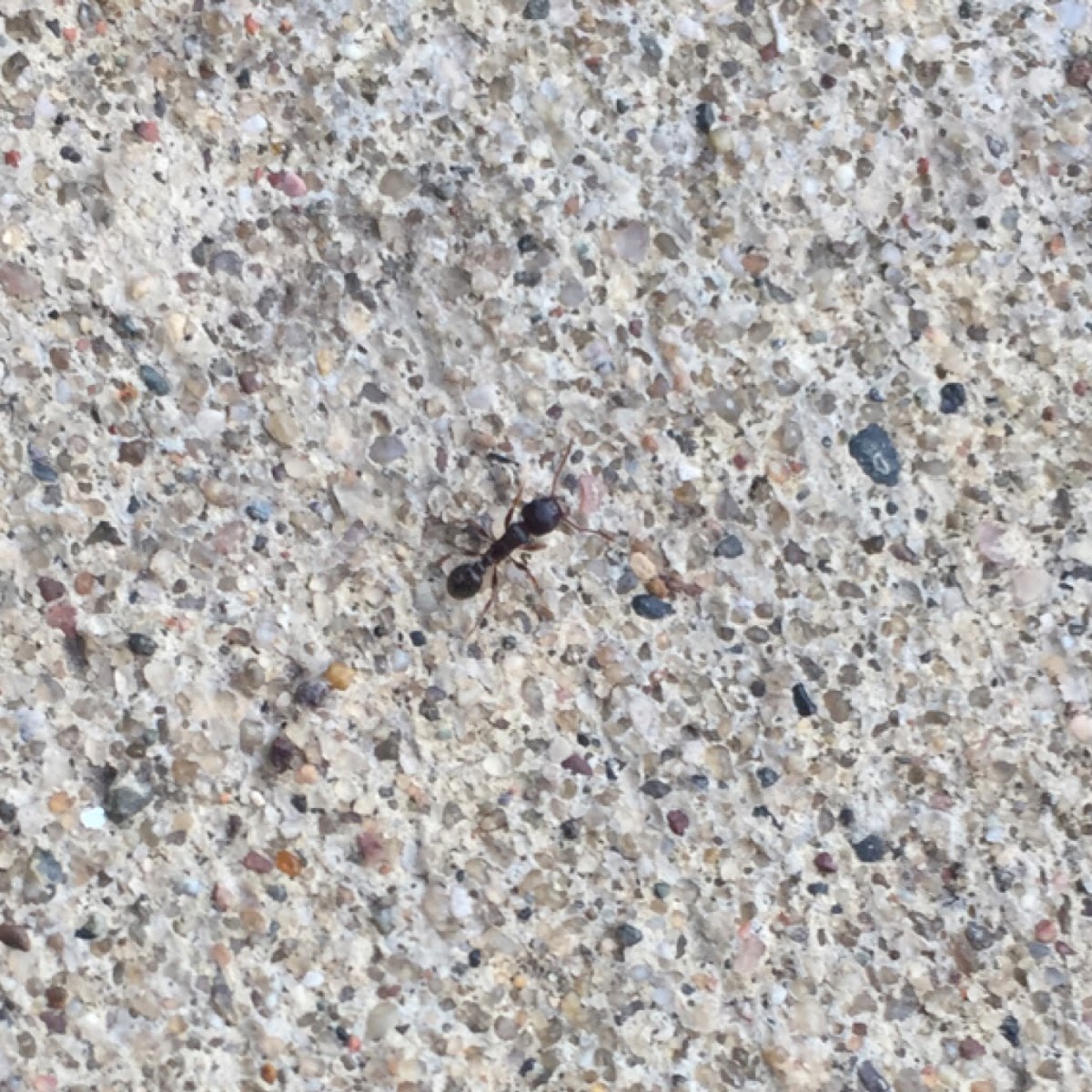 This is a smaller type of ant