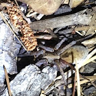 Carolina Wolf Spider (Female)